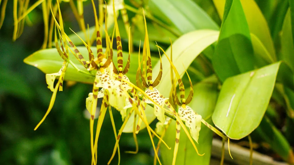 Detailed view of spider orchids with distinct patterns and vivid green foliage.