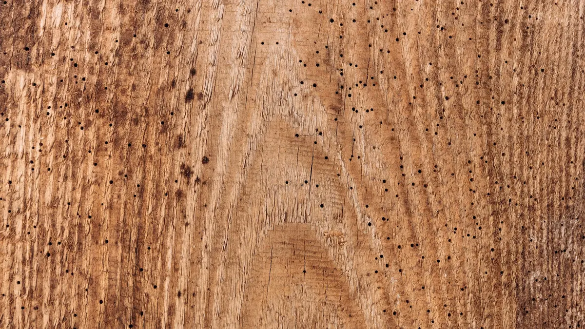 Close-up of a natural wood surface textured with numerous tiny holes from wood borers.
