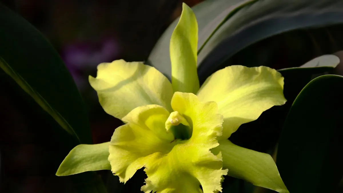 Close-up of a vibrant yellow Cattleya orchid with rich green leaves, showcasing its delicate petals in sunlight.