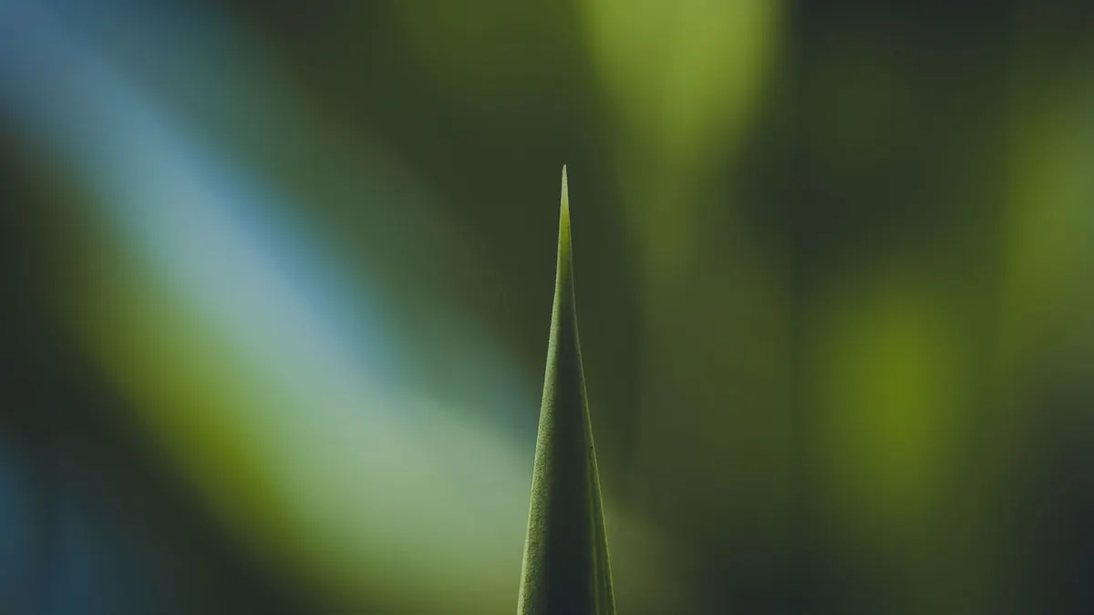 Artistic close-up of a single green leaf with blurred natural background.