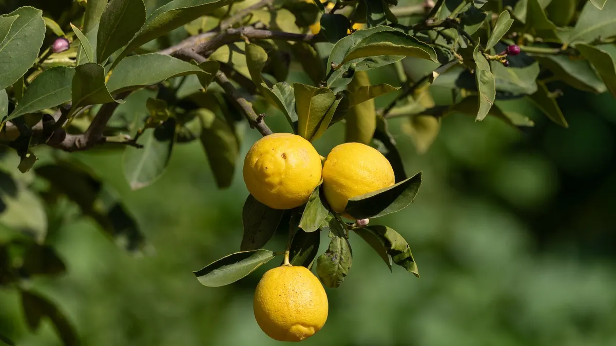 Vibrant yellow lemons on a tree branch with lush green leaves, basking in sunlight.
