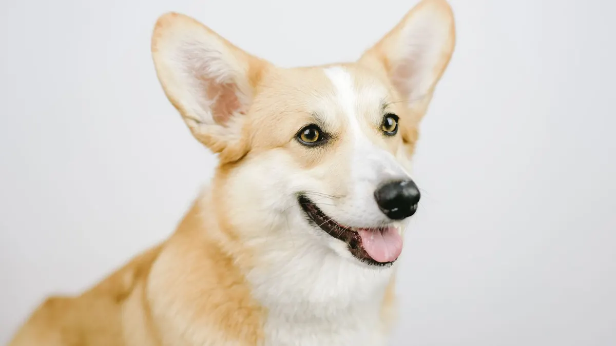 Charming portrait of a happy Corgi dog in a studio setting.