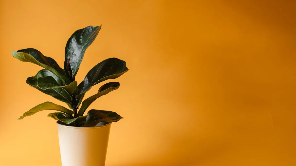 A potted fiddle leaf fig plant with lush greenery against a solid yellow backdrop, perfect for interior decor inspiration.
