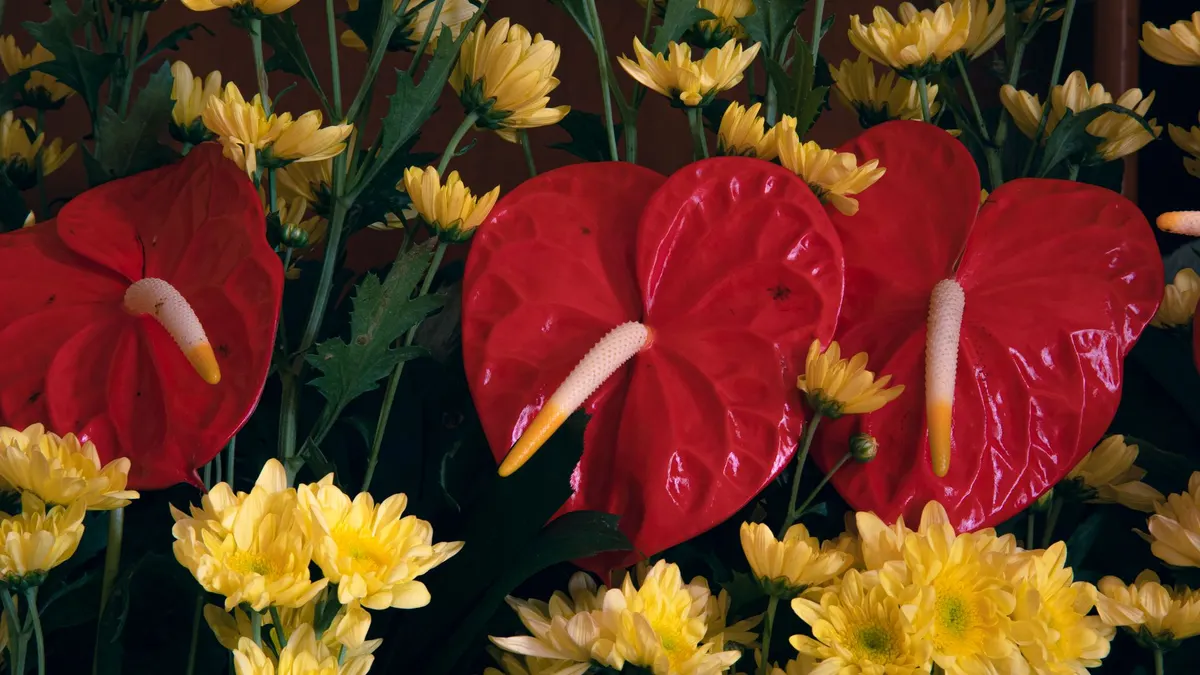 Blossoming bright red anthurium flowers growing near yellow aromatic chrysanthemums against dark background in daylight