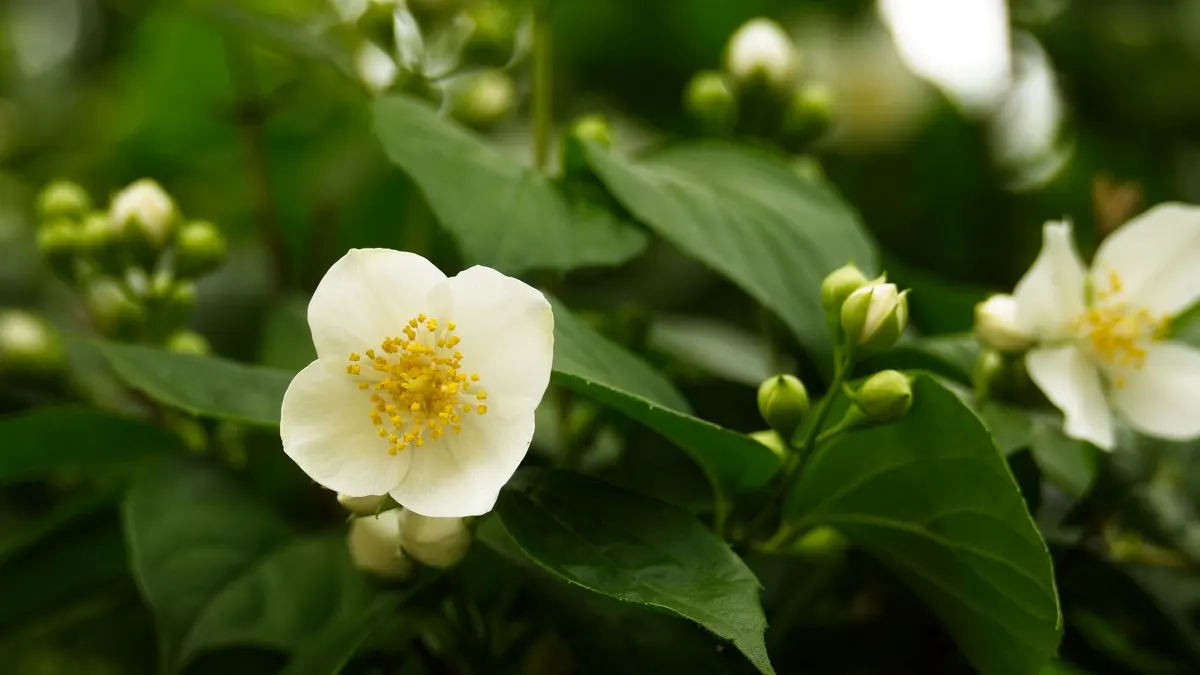 Close-up of white Philadelphus coronarius flowers blooming in a lush spring garden.