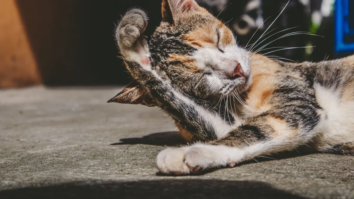 A calico cat enjoys a sunny day, grooming itself on pavement outdoors.