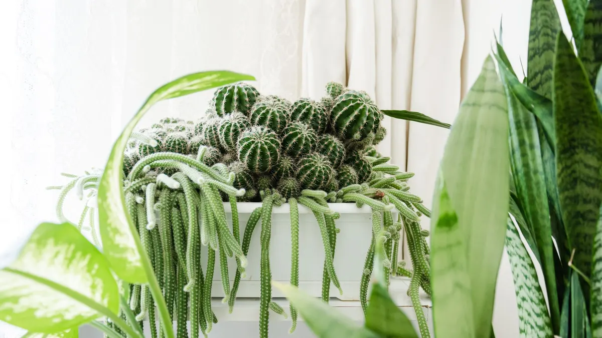 A vibrant indoor display of succulents and cacti with lush greenery in natural light.