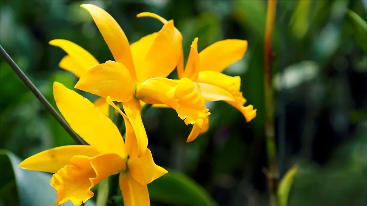 Close-up of beautiful yellow orchids in full bloom amidst lush greenery outdoors.