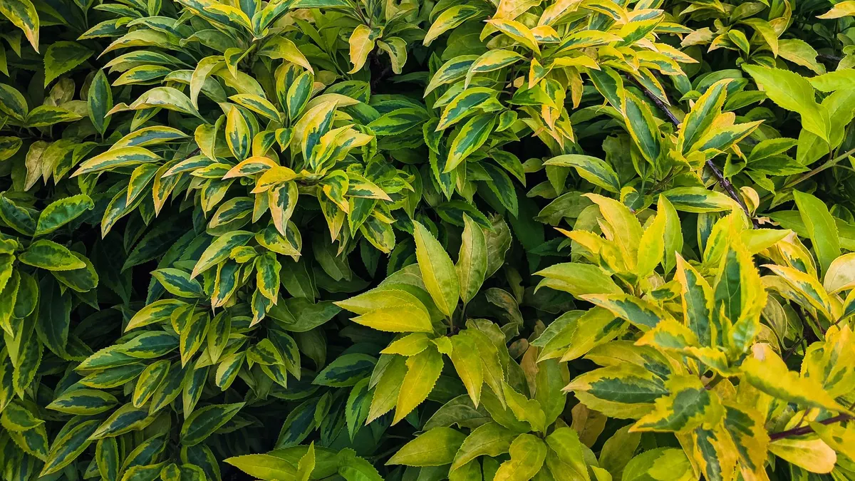 Close-up of vivid green and yellow leaves creating a lush foliage texture.