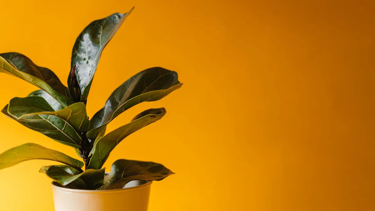 A vibrant fiddle leaf fig plant in a pot against a bold yellow background, perfect for modern decor.