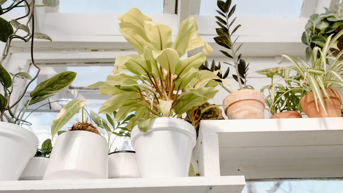 A sunlit indoor garden featuring a variety of potted houseplants on a shelf.