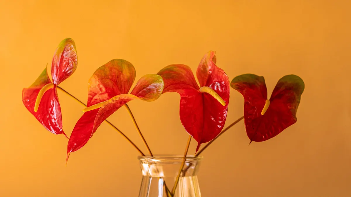 Bright red Anthurium flowers in a glass vase against a warm yellow background, perfect for decor.