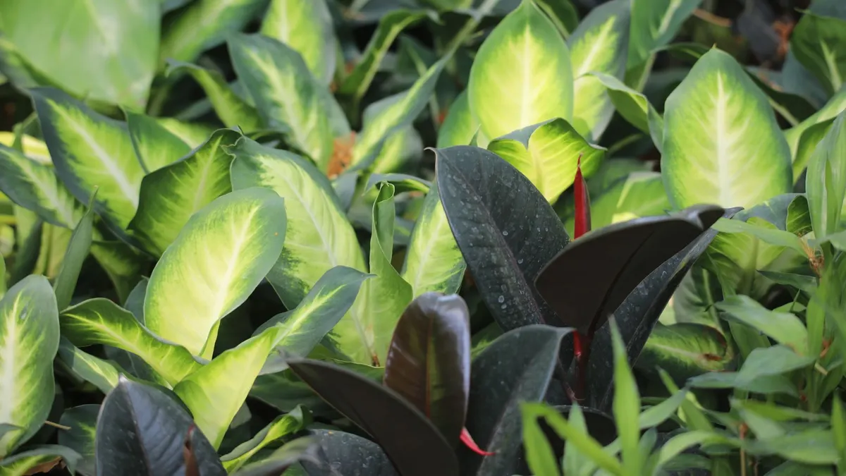 Vibrant indoor foliage showcasing a variety of decorative plants with lush green leaves.