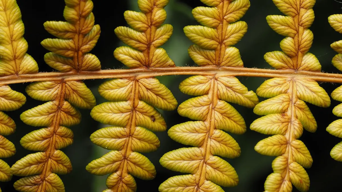 Detailed macro shot of yellow fern leaves showing intricate vein patterns and texture.