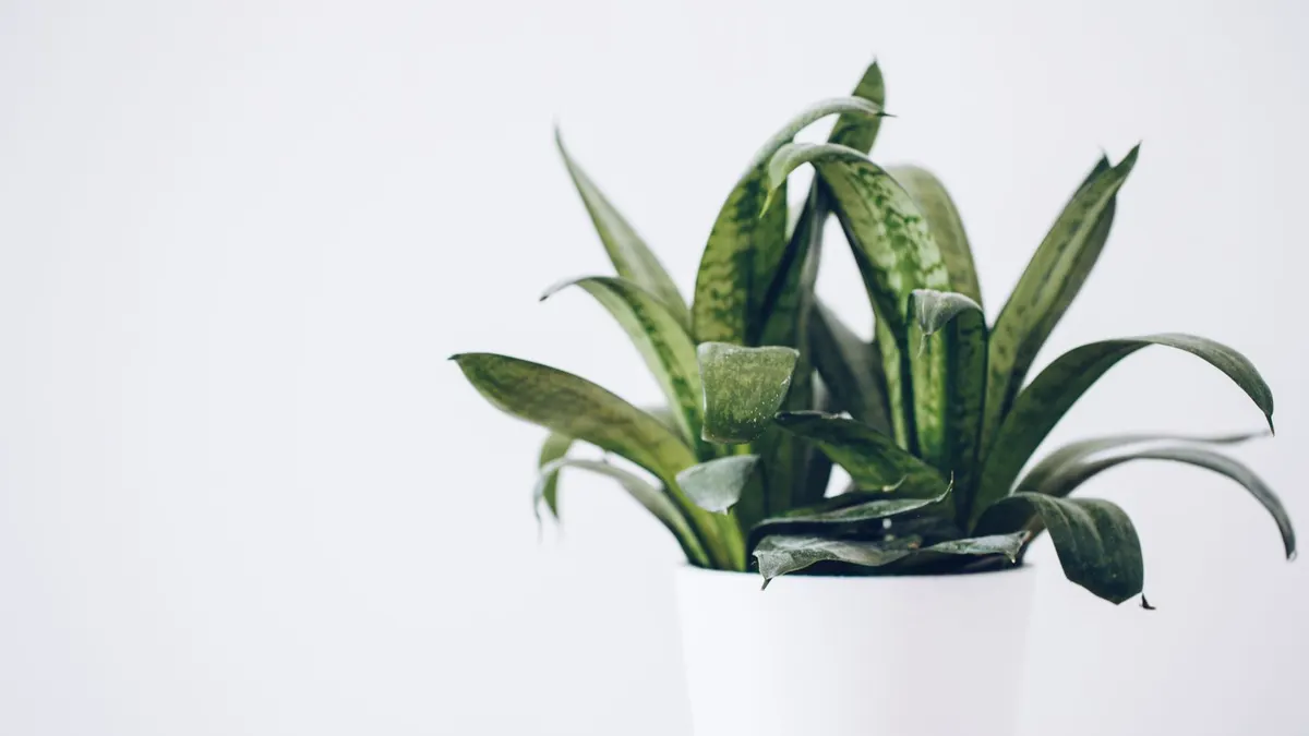 Close-up of a lush snake plant in a white pot against a neutral background, perfect for indoor decor inspiration.
