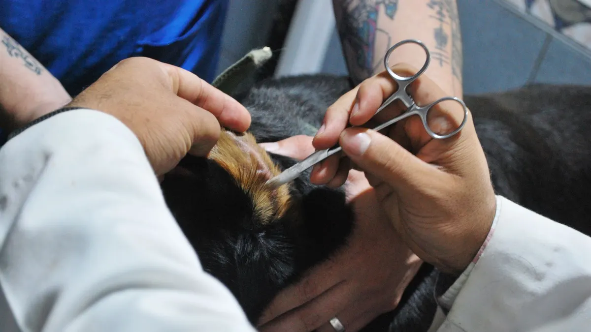 Veterinarian carefully examining a dog's ear during a routine check-up at a clinic.