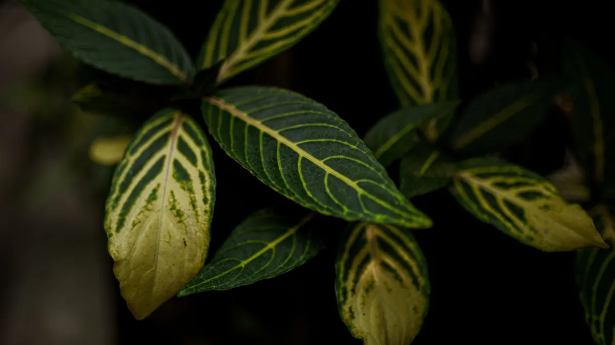 A close-up of vibrantly patterned foliage in a dark setting.