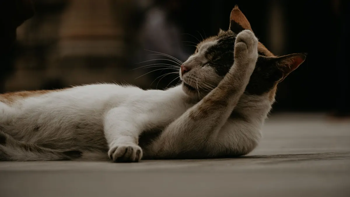 A serene domestic cat lying on a city street, appearing relaxed and content in Ahmedabad, India.