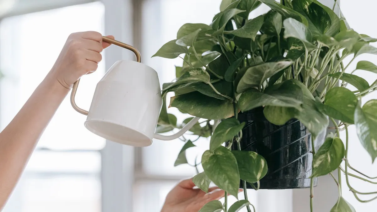 Crop faceless person with watering can pouring water into pot with green plant while standing with raised arms in room near window on blurred background