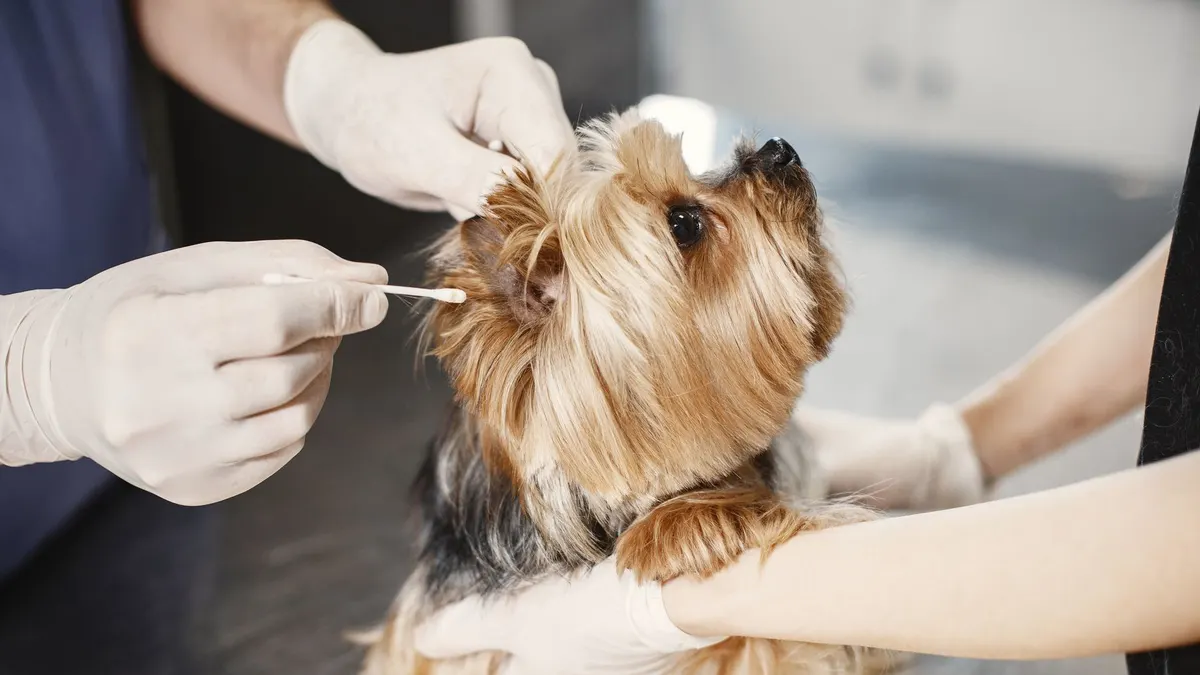 A Yorkshire Terrier gets its ear cleaned by a veterinarian with gloves and cotton bud.