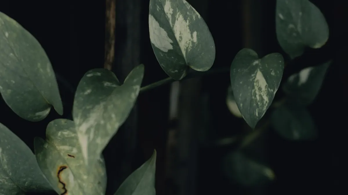 Detailed view of pothos leaves with variegated patterns, captured in moody lighting.