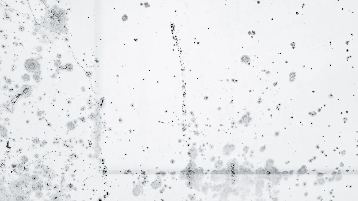 Intricate pattern of black mold spores on a white background, showcasing decay and organic growth.