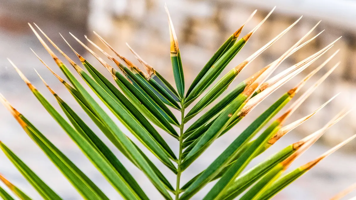 A detailed close-up of dried palm leaves against a blurred background, showcasing nature's textures.