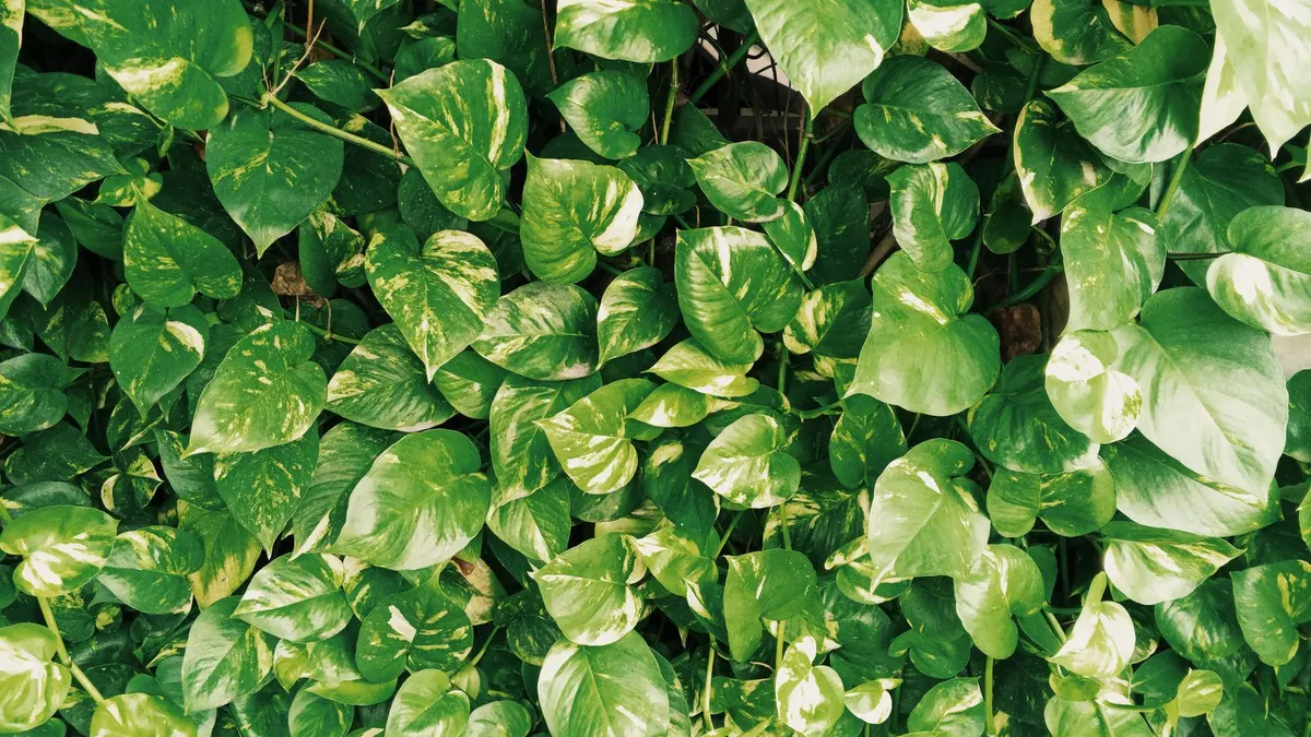 Dense cluster of vibrant green Golden Pothos leaves showcasing rich textures and patterns.