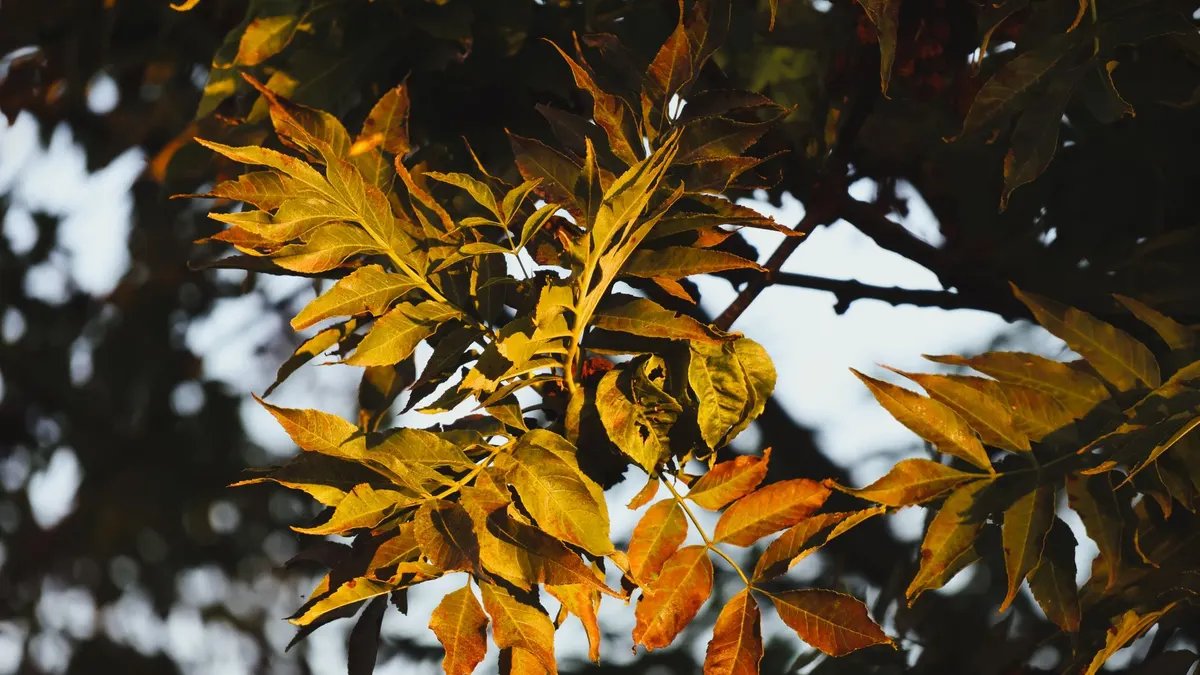 A cluster of golden autumn leaves illuminated by sunlight, capturing fall's essence.