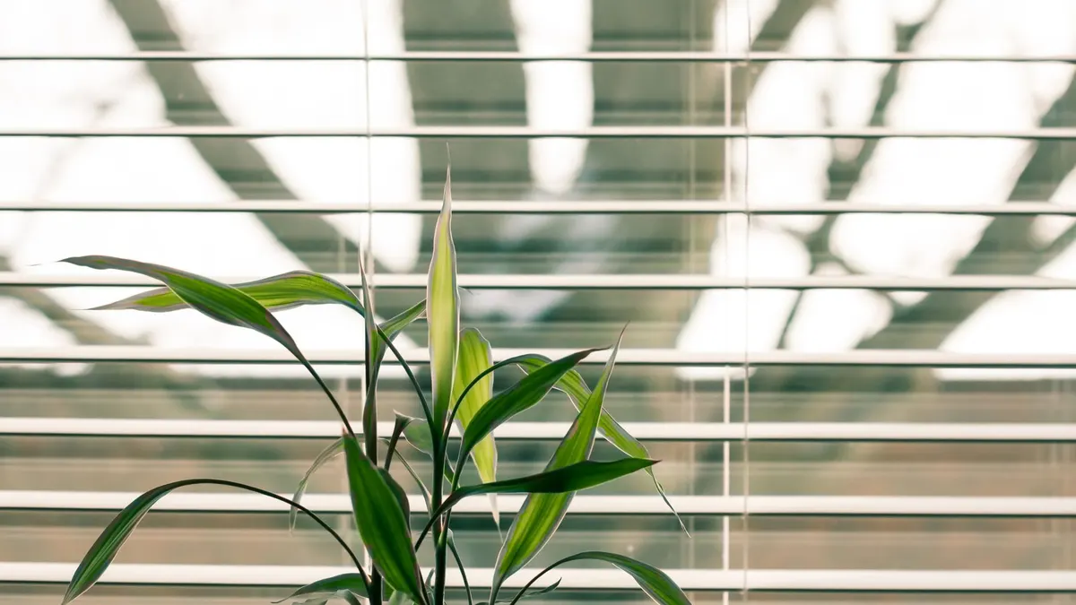A green indoor plant with vibrant leaves against modern office window blinds.