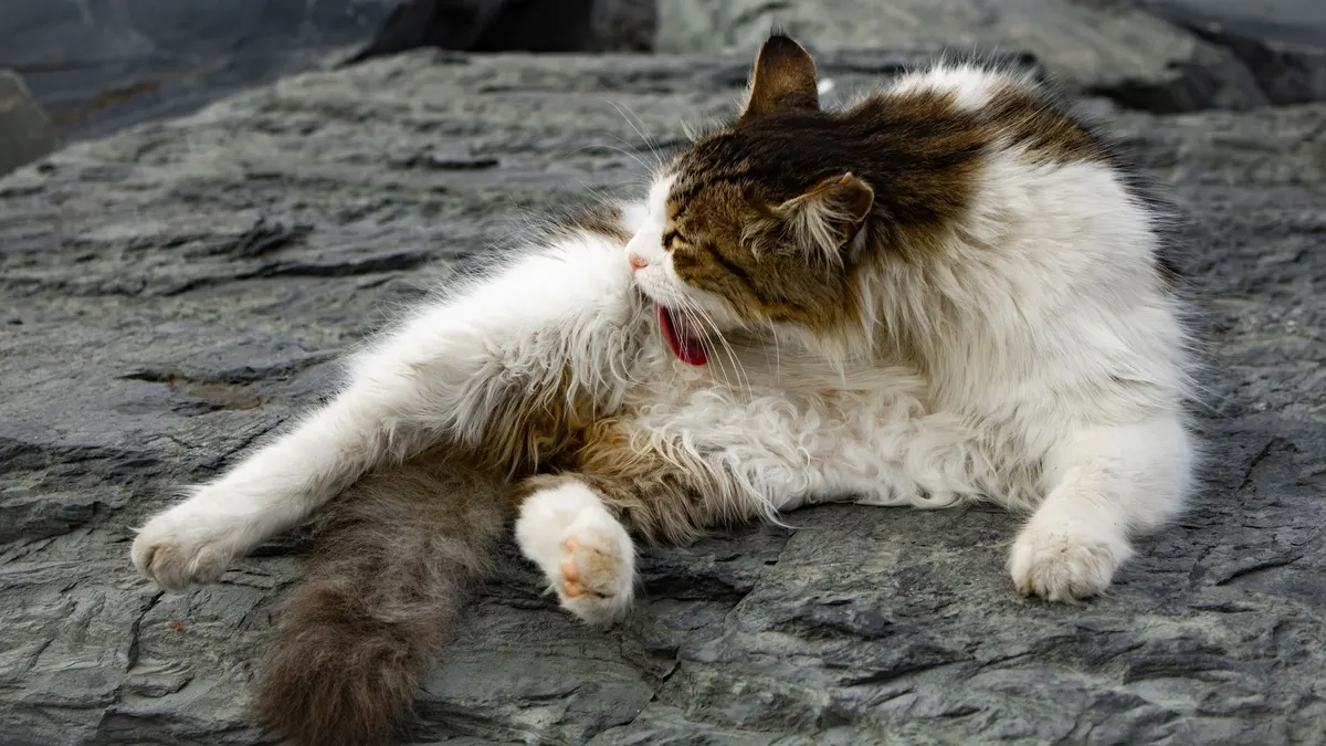 A fluffy cat lounging and grooming itself on rugged, rocky ground.