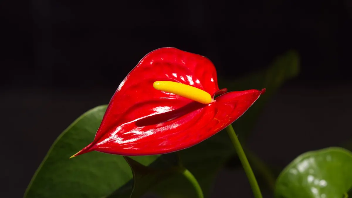 Vibrant red Anthurium flower with yellow spadix shot in natural light, surrounded by lush green leaves.