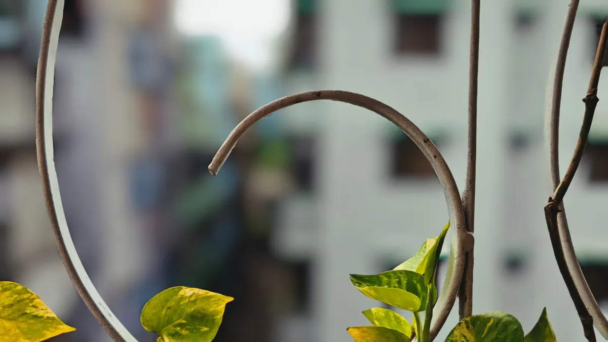 A green vine wrapped around a balcony railing against a blurred cityscape in Dhaka, Bangladesh.