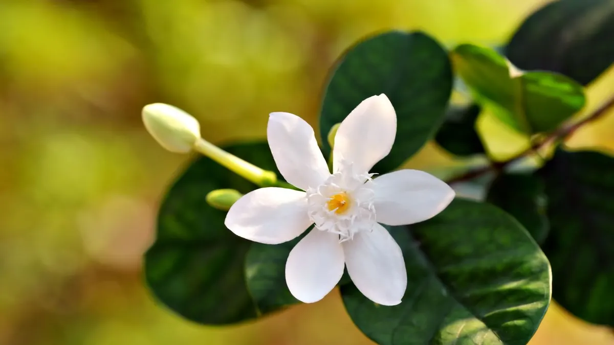 A crisp close-up of a white jasmine flower in full bloom surrounded by green leaves.