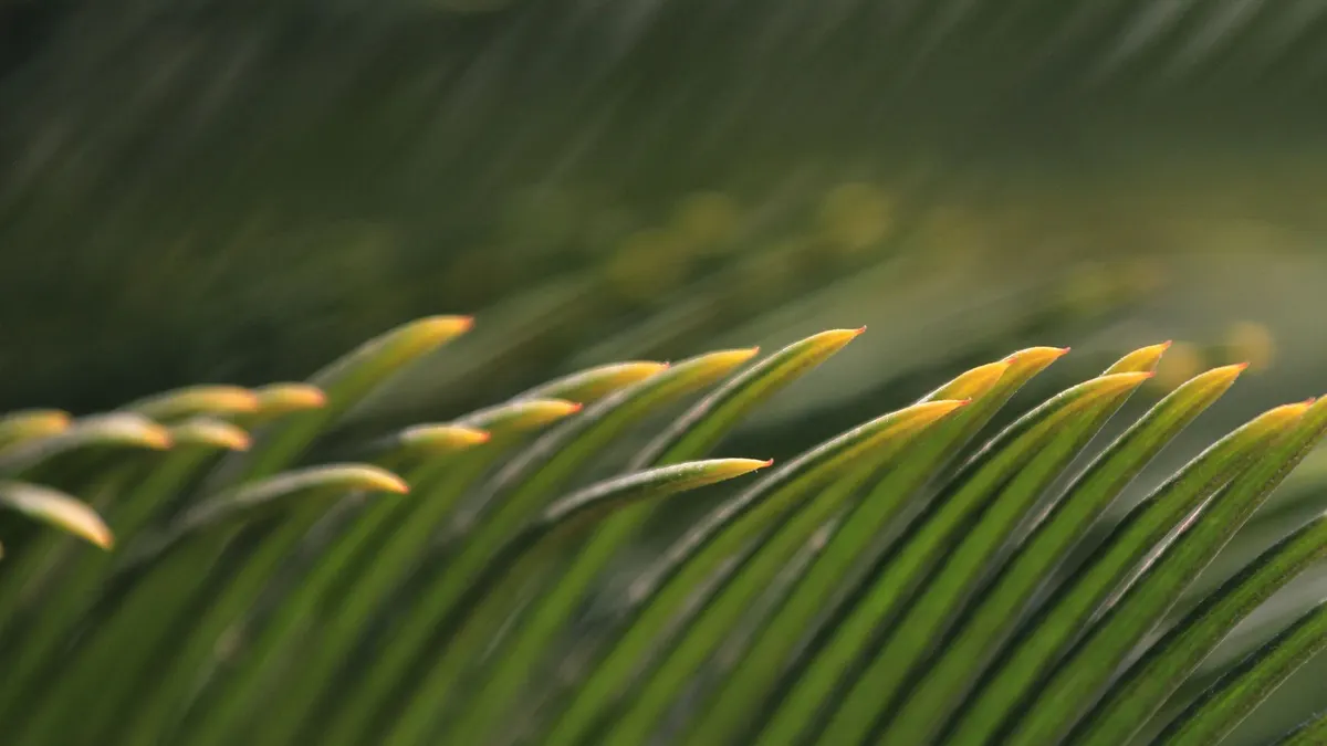 Detailed close-up of green palm leaves showcasing their golden tips, ideal for nature themes.